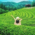 Đồi trà Boseong – Viên ngọc bích bình phàm giữa lòng xứ sở kim chi hào nhoáng